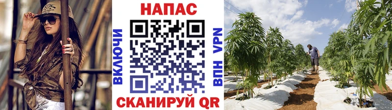 Бошки марихуана план  кракен зеркало  Кемерово  где найти  